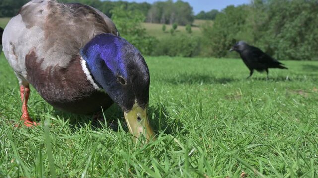 Mallard (Anas platyrhynchos) drake (male) finding food on a lawn in a park, joined by several Jackdaws. June, Kent, UK [Half speed]