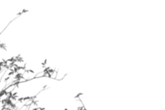 botanical shadow overlay, delicate branch silhouette in corner, soft natural sunlight on neutral wall background with copy space