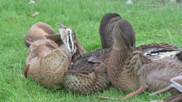 Mallard (Anas platyrhynchos) family of almost adult ducklings preening their feathers on land. June, Kent, UK [Half speed]