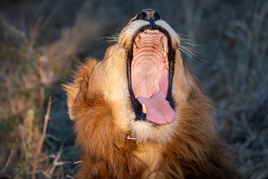 South Africa, Zimanga Private Game Reserve, Lion (Panthera leo), male, yawn