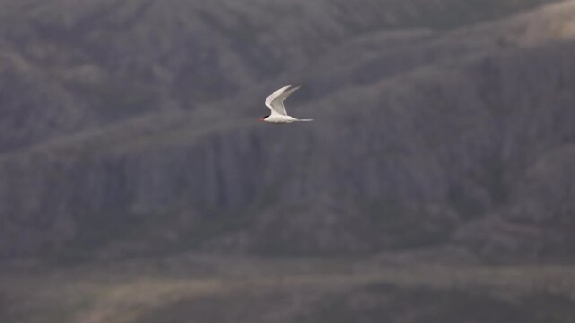Slow Motion clip of Arctic Tern Flying.