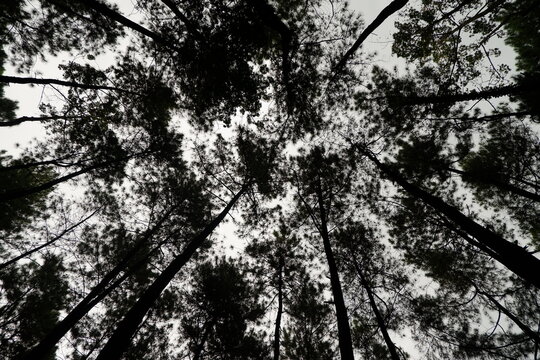 Tall Pine Trees Tops on Nature Background