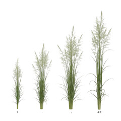 Fototapeta premium A collection of young wheat stalks growing in a row
