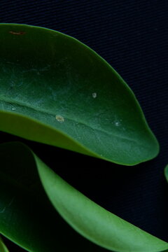 Macro Shot of Beautiful Wild Green Foliage