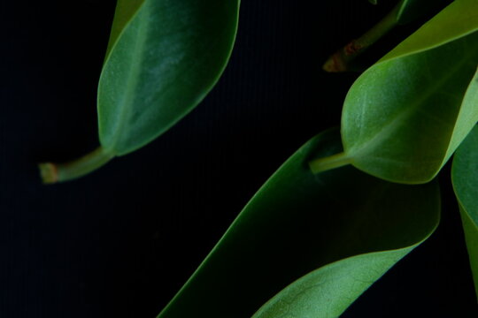 Close Up of Fresh Green Leaves on Branch