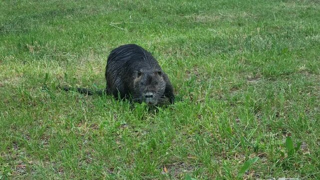Black nutria grazing on grass along, eating fresh vegetation in a natural riverside habitat