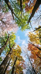 Fototapeta premium Four seasons concept with trees surrounding a blue sky