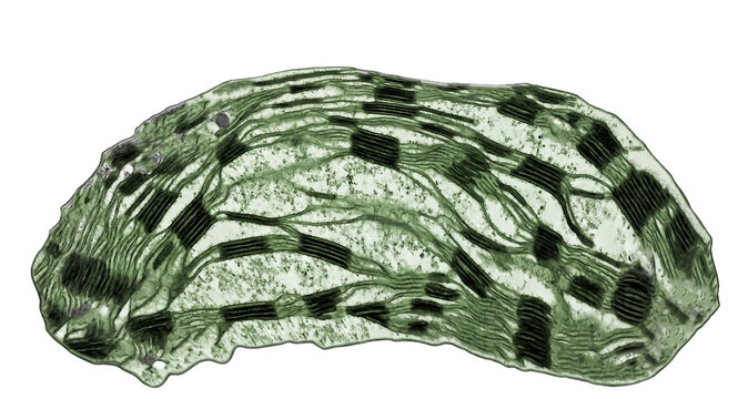 Chloroplast ultrastructure under electron microscopy.