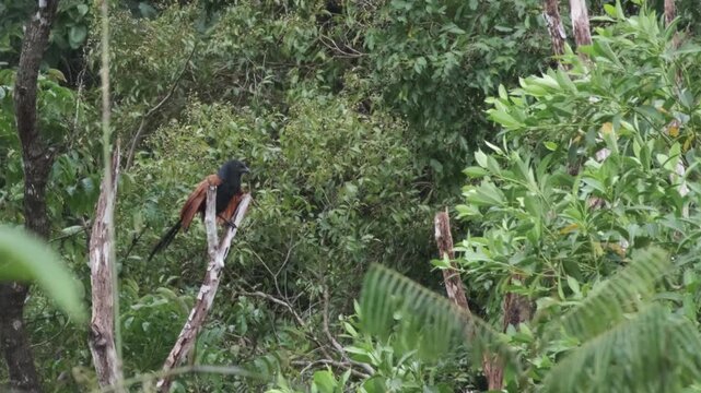 Greater Coucal Giving Repeated Synchronized Hoot Calls with Head Raises, Palawan Philippines
