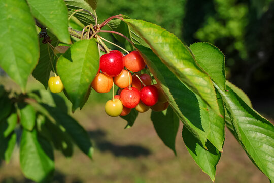 Ripening cherries hanging on green tree branch
