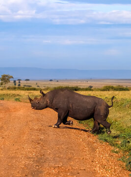 Black rhinoceros running across a dirt road in the african savanna