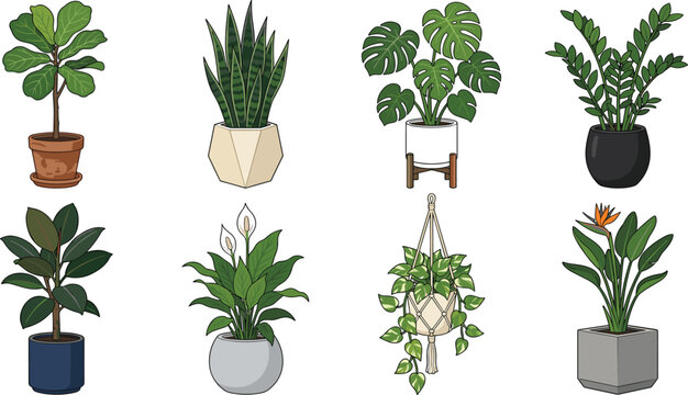 Houseplant Vector Set Featuring Fiddle Leaf, Snake Plant, Monstera, and Decorative Pots