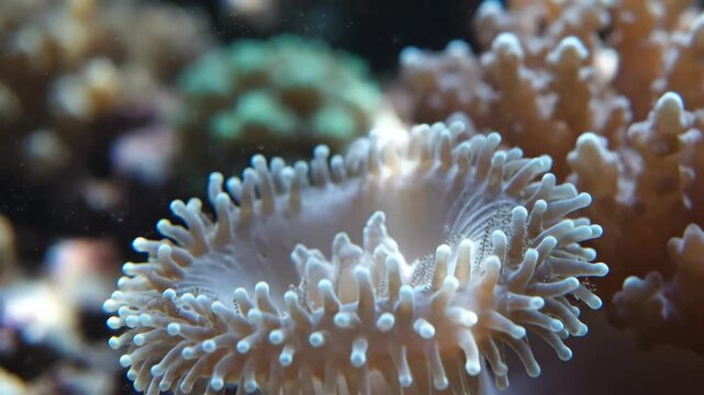 Macro shot of translucent soft coral polyp tentacles swaying in saltwater reef aquarium