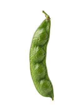 Fresh single green lima bean pod isolated on transparent background
