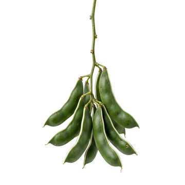 Fresh green lima bean pods hanging down on transparent background
