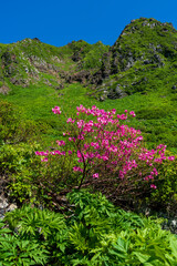 Obraz premium 初夏の高山植物に彩られる秋田駒ヶ岳登山道