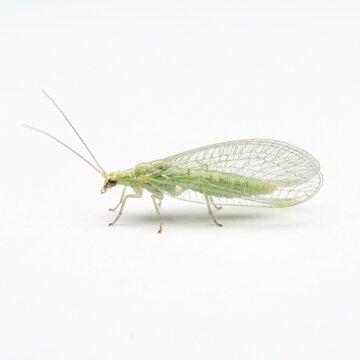 Green Lacewing Insect Isolated on White Background.