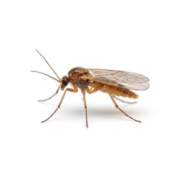 Fungus Gnat Insect Isolated on White Background.