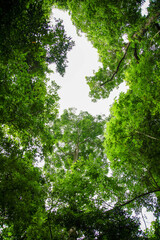 Fototapeta premium Low angle view of lush green trees canopy against bright white sky in tropical forest.Bottom up view of beautiful green tree tops and foliage in summer jungle.