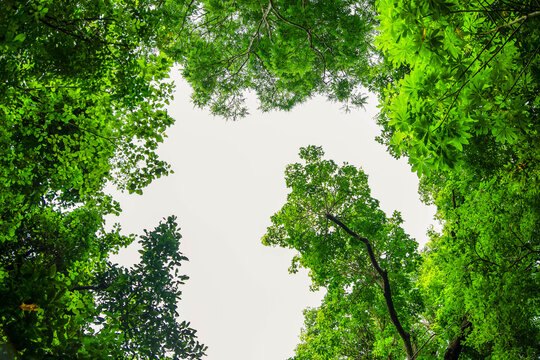 Low angle view of lush green trees canopy against bright white sky in tropical forest.Bottom up view of beautiful green tree tops and foliage in summer jungle.