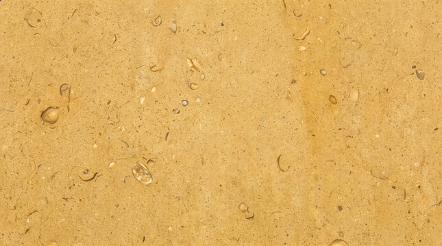 Jerusalem Gold Limestone Texture Background with Fossil Details