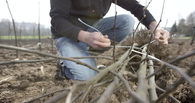 A person kneeling in a field and tying tree branches together in an orchard