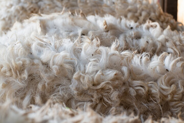 Soft, woolly sheep fleece captured in close-up, highlighting curly texture, natural beige tones and cozy, organic feel of pastoral farm animals and rural wool production. © Muhammad Zainur