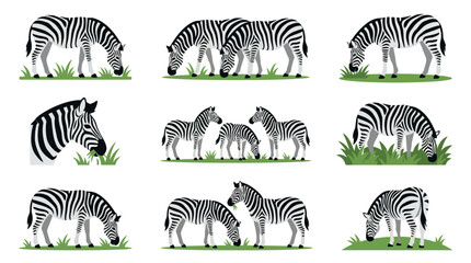 Set of zebras grazing in various poses on green grass, isolated vector illustration. © iffa