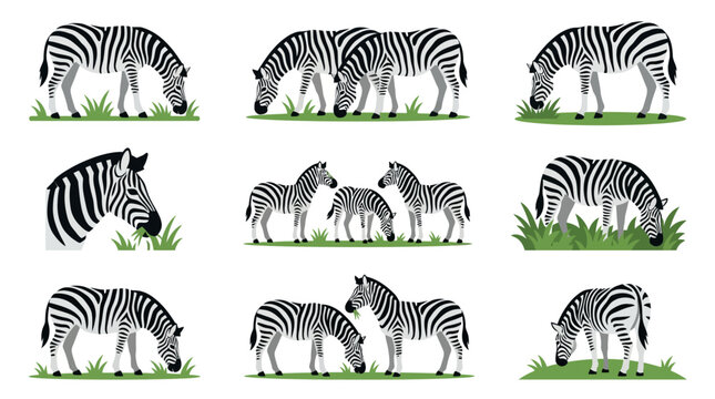 Set of zebras grazing in various poses on green grass, isolated vector illustration.