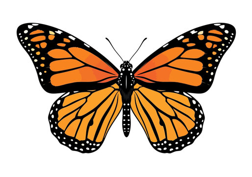 Monarch Butterfly with Orange Wings Spread.
