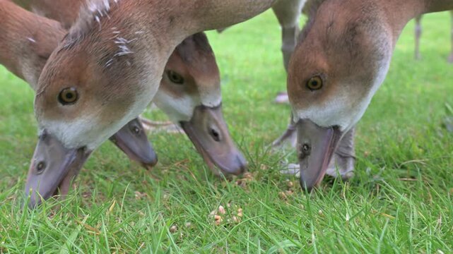Egyptian Goose (Alopochen aegyptiaca) almost grown goslings still with transitional mix of down and feathers eating grass in closeup. June, Kent, UK [Half speedx4]