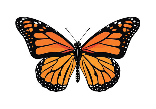 Monarch Butterfly with Orange Wings Spread.