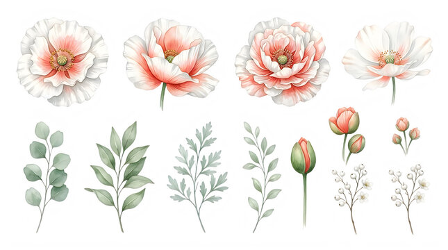 Watercolor peony flowers and leaves set