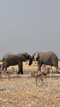 Two African elephants acting playfully and showing affection, Etosha National Park, Namibia.	