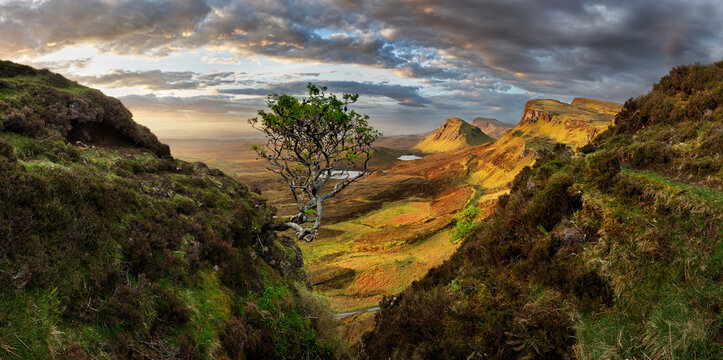 Tree on sunrise landscape in Scotland, UK