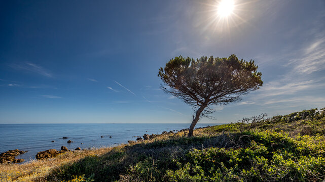 Pinie am Meer