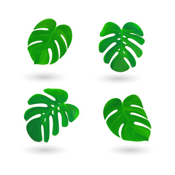 Four green monstera deliciosa leaves with soft drop shadows arranged in a grid pattern for tropical... isolated on a transparent background
