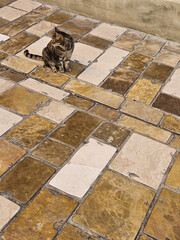 Cat Resting on Traditional Diamond Marble Floor Tiles © Alexia Royer