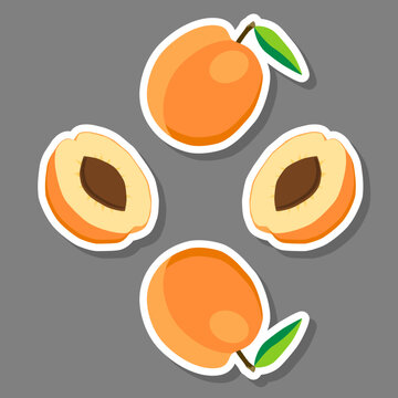 Fruit theme from set juicy delicious apricot of various sizes