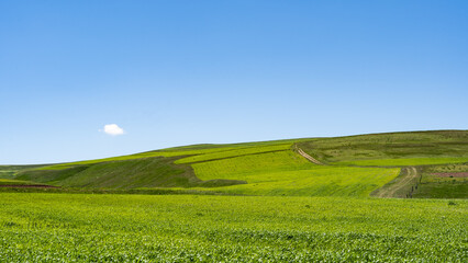 Fototapeta premium Rolling Green Hills with Rural Dirt Road Across Agricultural Fields Under Blue Sky, Scenic Spring Countryside Landscape