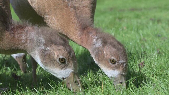Egyptian Goose (Alopochen aegyptiaca) almost grown goslings still with transitional mix of down and feathers eating grass in closeup. June, Kent, UK [Slow motion x4]