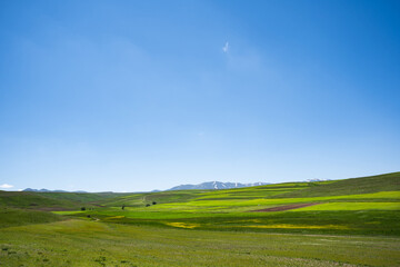 Fototapeta premium Rolling green hills with distant snow-capped mountains under a clear blue sky, panoramic spring countryside landscape, fertile farmland, scenic rural valley, natural background