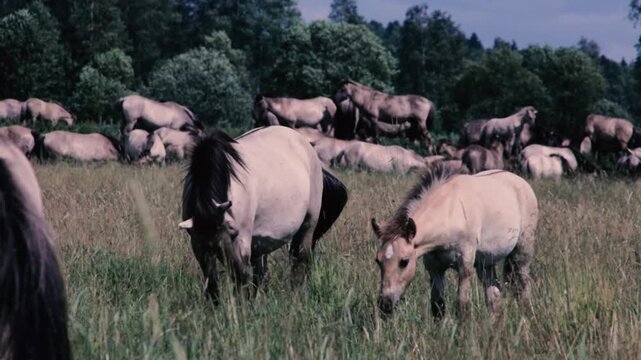Wild tarpan horses graze in a herd in the forest in summer