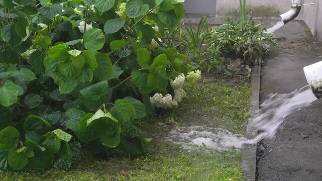 Water flows from a drainpipe during a heavy summer rain. A summer rainstorm in the city. Rainy weather. White hydrangea inflorescences on a bush.