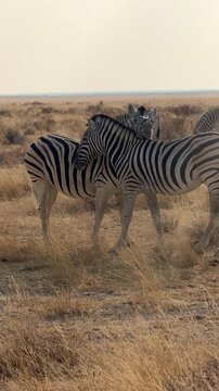 Zebras resting in the wild, Etosha National Park, Namibia. 