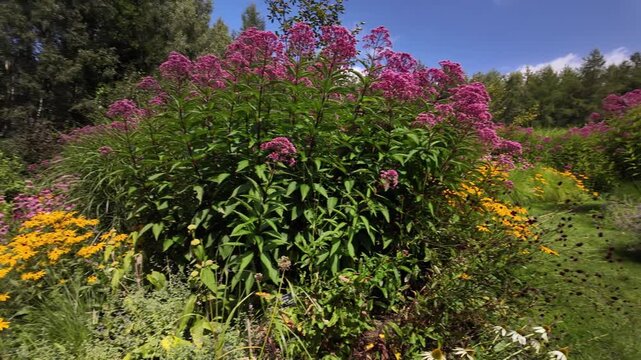 Panoramic view of the beautiful flower garden with blooming flowers in mid-summer on a sunny day.