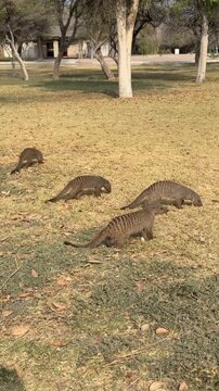 Banded mongooses foraging for food at Okaukuejo Camp in Etosha National Park, Namibia. 