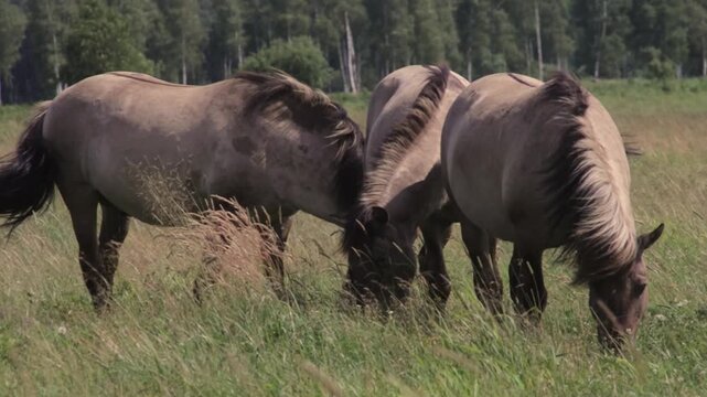 Wild tarpan horses graze in a herd in the forest in summer