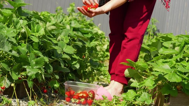 Farmer woman picks red juicy strawberries. Woman hands put ripe berries in box on strawberry field. Growing Natural Clean and Organic Food.
