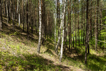Fototapeta premium Beautiful green forest landscape with birch trees and pines on a sunny hill, summer nature background